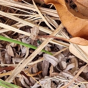 Rhytidoponera metallica at Copmanhurst, NSW - suppressed