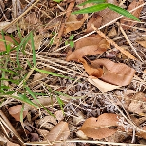 Rhytidoponera metallica at Copmanhurst, NSW - suppressed