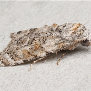 Nola epicentra at Rosedale, NSW - 24 Apr 2025 10:51 PM