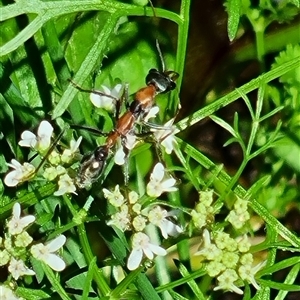 Myrmecia nigrocincta at suppressed - suppressed
