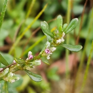 Polygonum plebeium at Goulburn, NSW - 26 Apr 2025 08:48 AM