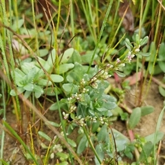 Polygonum plebeium at Goulburn, NSW - 26 Apr 2025 08:48 AM