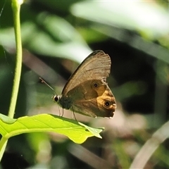 Hypocysta metirius at Jamberoo, NSW - 11 Apr 2025 10:36 AM