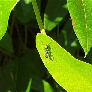 Camponotus aeneopilosus at Copmanhurst, NSW - suppressed