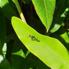 Camponotus aeneopilosus at Copmanhurst, NSW - suppressed