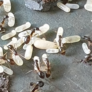 Camponotus sp. (genus) at suppressed - suppressed