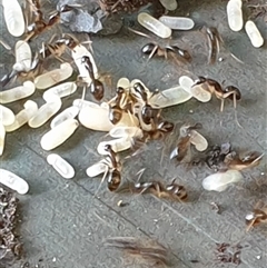 Camponotus sp. (genus) at Copmanhurst, NSW - suppressed