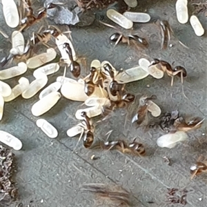 Camponotus sp. (genus) at suppressed - suppressed