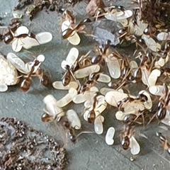 Camponotus sp. (genus) at suppressed - suppressed