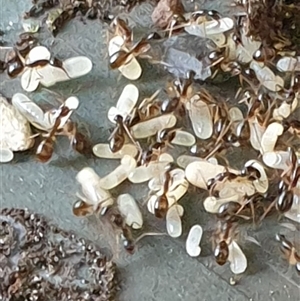 Camponotus sp. (genus) at suppressed - suppressed