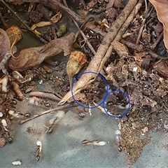 Camponotus sp. (genus) at Copmanhurst, NSW - suppressed