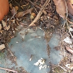 Camponotus sp. (genus) at Copmanhurst, NSW - suppressed