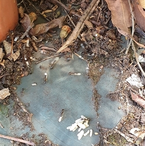 Camponotus sp. (genus) at Copmanhurst, NSW - suppressed