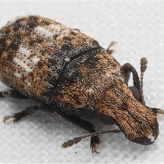 Taburnus breviceps at Rosedale, NSW - 24 Apr 2025 08:14 PM