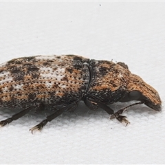 Taburnus breviceps at Rosedale, NSW - 24 Apr 2025 08:14 PM