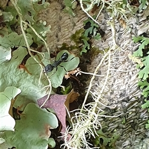 Rhytidoponera sp. (genus) at suppressed - suppressed