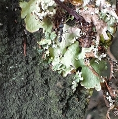 Rhytidoponera sp. (genus) at suppressed - suppressed