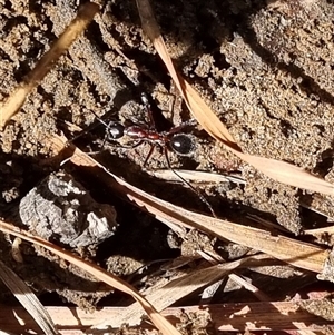 Camponotus intrepidus at Copmanhurst, NSW - suppressed