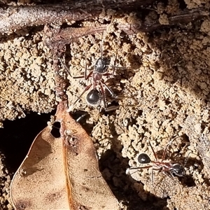 Camponotus intrepidus at Copmanhurst, NSW - suppressed