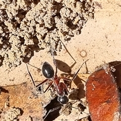 Camponotus intrepidus at Copmanhurst, NSW - suppressed