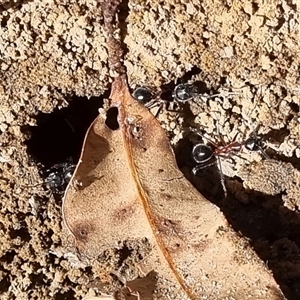 Camponotus intrepidus at Copmanhurst, NSW - suppressed
