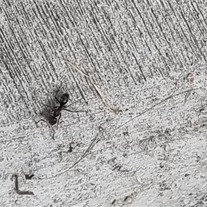 Iridomyrmex sp. (genus) at Copmanhurst, NSW - suppressed