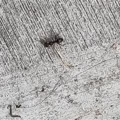 Iridomyrmex sp. (genus) at Copmanhurst, NSW - suppressed