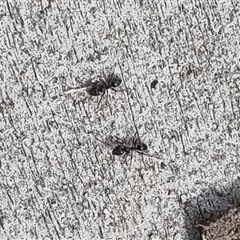 Iridomyrmex sp. (genus) at Copmanhurst, NSW - suppressed