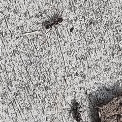 Iridomyrmex sp. (genus) at Copmanhurst, NSW - suppressed