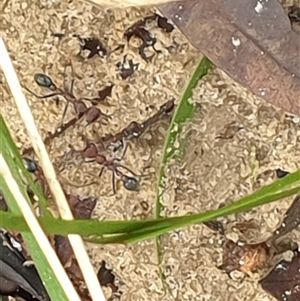 Myrmecia sp. (genus) at Copmanhurst, NSW - suppressed