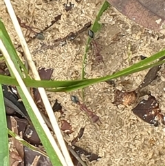 Myrmecia sp. (genus) at Copmanhurst, NSW - suppressed