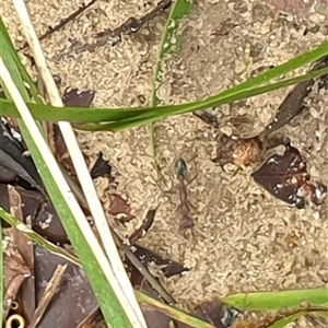 Myrmecia sp. (genus) at Copmanhurst, NSW - suppressed