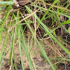 Myrmecia sp. (genus) at Copmanhurst, NSW - suppressed