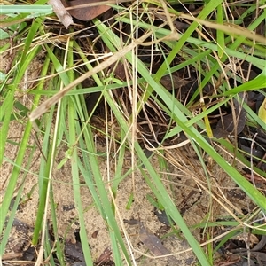 Myrmecia sp. (genus) at Copmanhurst, NSW - suppressed
