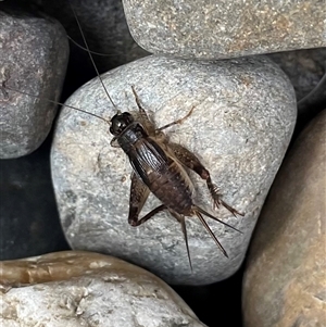 Gryllidae (family) at Dunbogan, NSW - 26 Apr 2025 02:16 PM