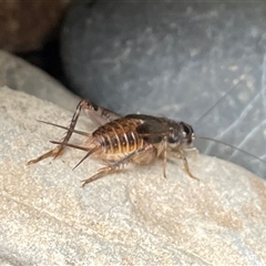 Gryllidae (family) at Dunbogan, NSW - 26 Apr 2025 02:16 PM