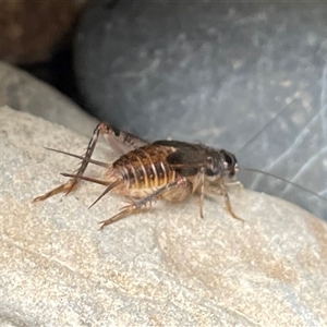 Gryllidae (family) at Dunbogan, NSW - 26 Apr 2025 02:16 PM