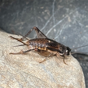 Gryllidae (family) at Dunbogan, NSW - 26 Apr 2025 02:16 PM