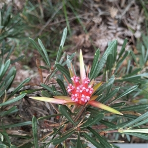 Lambertia formosa at Ulladulla, NSW - 26 Apr 2025 02:24 PM