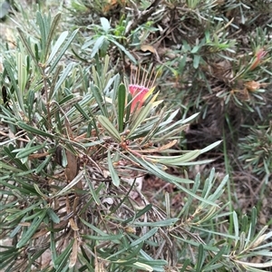 Lambertia formosa at Ulladulla, NSW - 26 Apr 2025 02:24 PM