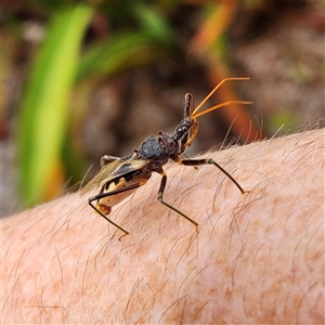 Harpactorinae (sub-family) at Sawyers Gully, NSW - 26 Apr 2025 02:43 PM