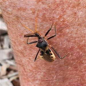 Harpactorinae (sub-family) at Sawyers Gully, NSW - 26 Apr 2025 02:43 PM