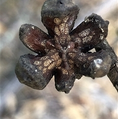 Callitris endlicheri at Crowther, NSW - 24 Apr 2025 03:35 PM