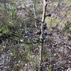 Callitris endlicheri at Crowther, NSW - 24 Apr 2025 03:06 PM