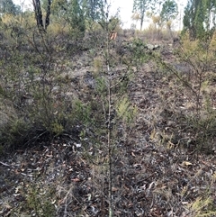 Callitris endlicheri at Crowther, NSW - 24 Apr 2025 03:06 PM