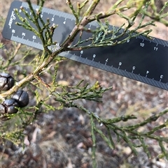 Callitris endlicheri at Crowther, NSW - 24 Apr 2025 03:06 PM