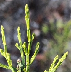 Callitris endlicheri at Crowther, NSW - 24 Apr 2025 03:06 PM