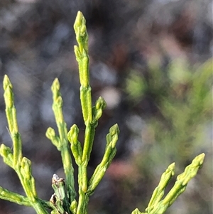 Callitris endlicheri at Crowther, NSW - 24 Apr 2025 03:06 PM