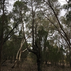 Callitris endlicheri at Crowther, NSW - 26 Apr 2025 03:02 PM