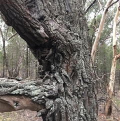 Callitris endlicheri at Crowther, NSW - 26 Apr 2025 03:02 PM